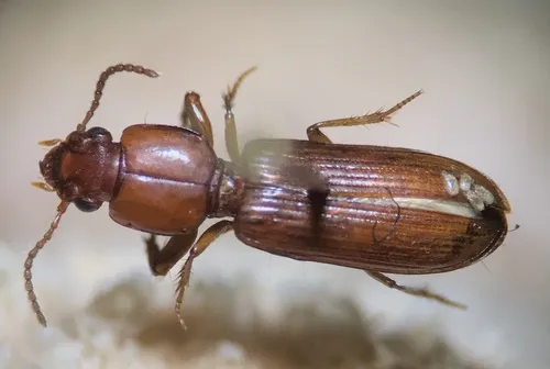 Clivina planicollis