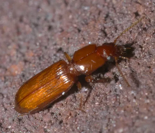Clivina planicollis - photo 2