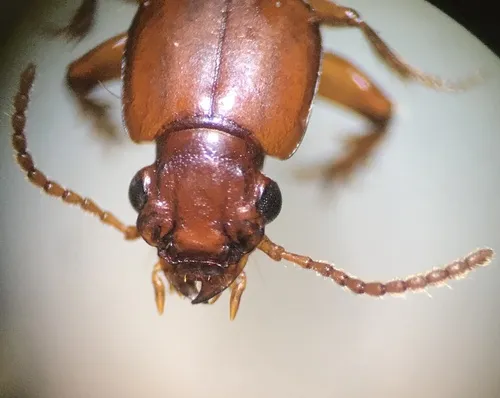 Clivina planicollis - photo 3