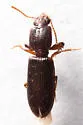 Clivina punctigera - photo 2