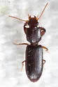Clivina punctigera - photo 3