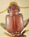 Clivina rubicunda - photo 2