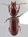 Clivina rubicunda - photo 3