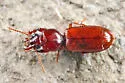 Clivina rufa - Clivina rufa