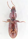 Clivina rufa - photo 2