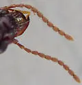 Clivina rufa - photo 3