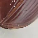 Clivina rufa - photo 4
