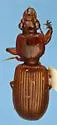Clivina rufa - photo 5