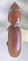 Clivina sasajii