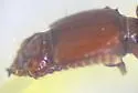 Clivina sasajii - photo 2