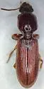 Clivina sp-stanislaus-co-calif - Clivina sp-stanislaus-co-calif