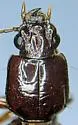 Clivina sp-stanislaus-co-calif - photo 2