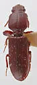 Clivina sp-stanislaus-co-calif - photo 3