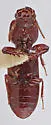 Clivina sp-stanislaus-co-calif - photo 4