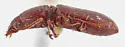 Clivina sp-stanislaus-co-calif - photo 5