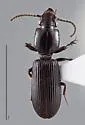 Clivina vespertina - Clivina vespertina