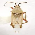 Clivinema detecta