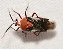 Clivinema regalis