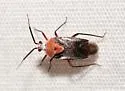 Clivinema regalis - photo 2