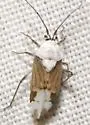 Clivinema villosa