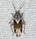 Clivinema villosa - photo 2