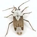 Clivinema villosa - photo 3