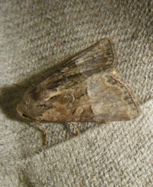 Cloaked Minor - photo 7