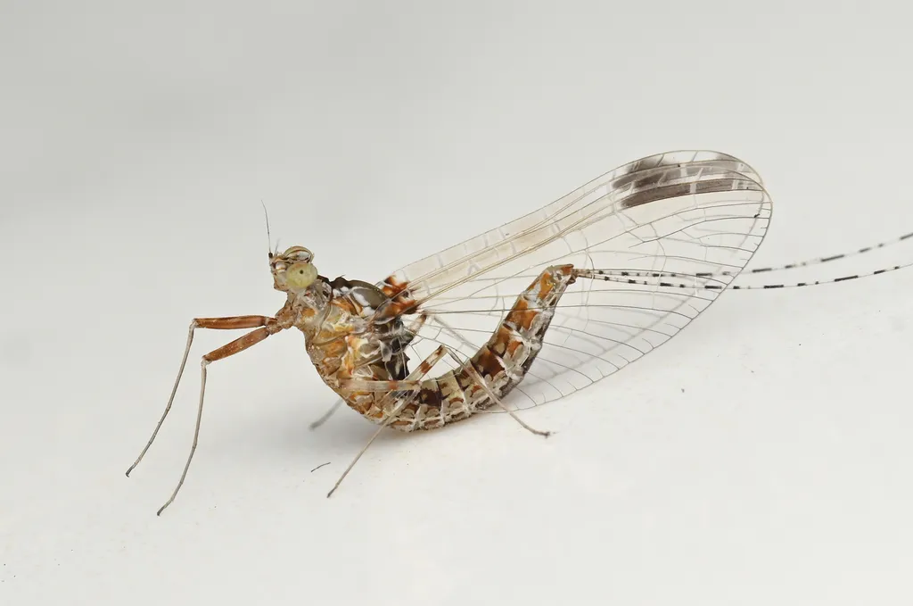 Cloeon harveyi - photo 2