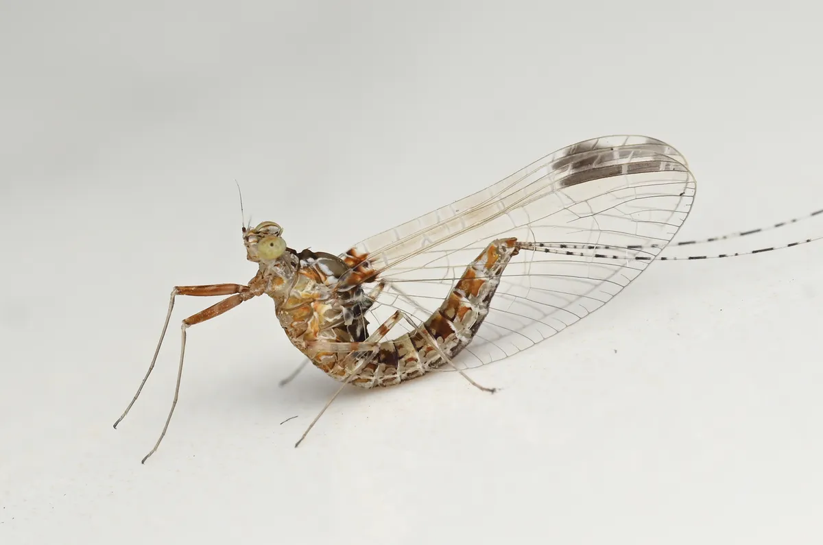 Cloeon harveyi - photo 3