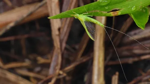 Cloeon viridulum