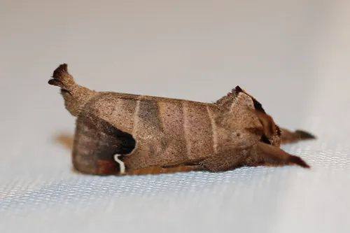 Sigmoid Prominent