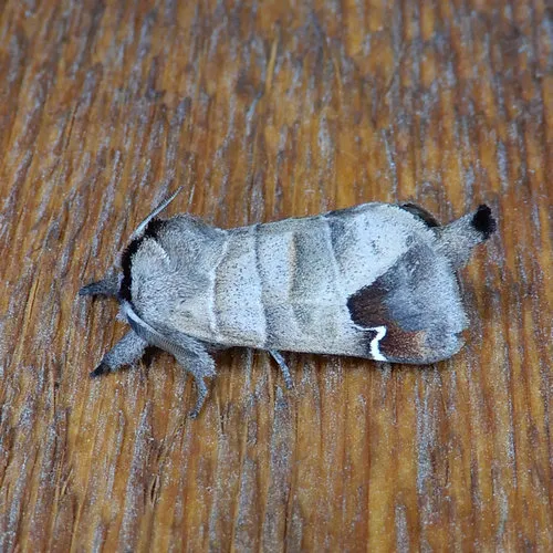 Sigmoid Prominent - photo 3
