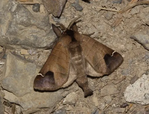 Sigmoid Prominent - photo 5