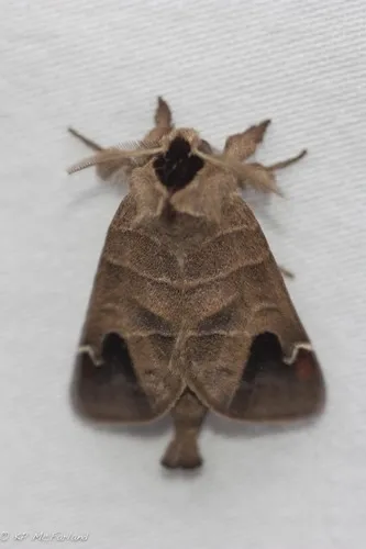 Sigmoid Prominent - photo 6