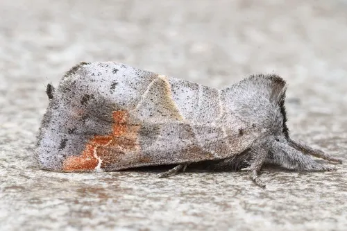 Apical Prominent - Hodges#7901 - Clostera apicalis