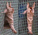 Angle-lined Prominent - Hodges#7896