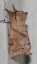Angle-lined Prominent - Hodges#7896 - photo 2