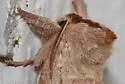 Angle-lined Prominent - Hodges#7896 - photo 3