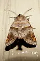 Angle-lined Prominent - Hodges#7896 - photo 4
