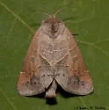 Clostera inornata - Hodges#7897