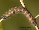 Clostera inornata - Hodges#7897 - photo 4