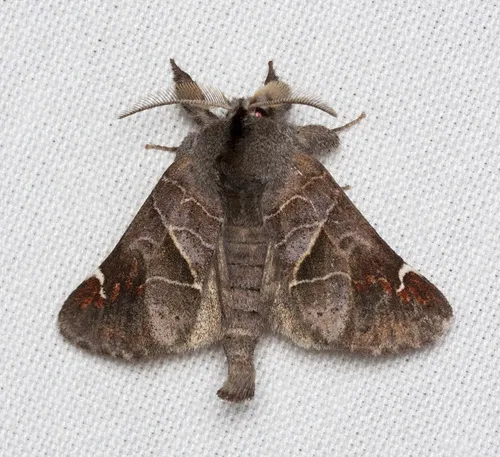 Clostera ornata - Hodges#7901.1 - Clostera ornata