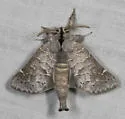 Clostera paraphora - Hodges#7899 - photo 2