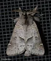 Clostera paraphora - Hodges#7899 - photo 3