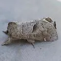 Clostera paraphora - Hodges#7899 - photo 4