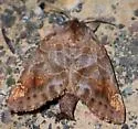 Striped Chocolate-tip - Hodges#7898 - Clostera strigosa