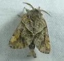 Striped Chocolate-tip - Hodges#7898 - photo 2