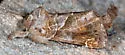 Striped Chocolate-tip - Hodges#7898 - photo 4
