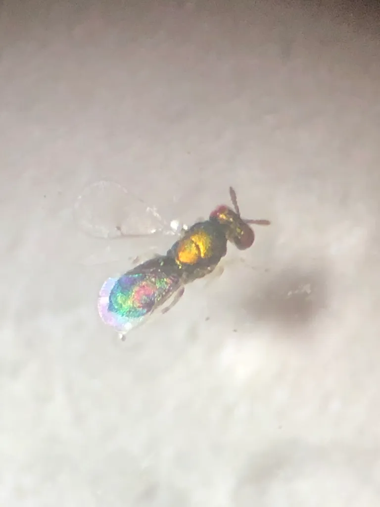 Closterocerus chamaeleon