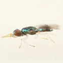 Closterocerus cinctipennis - Closterocerus cinctipennis